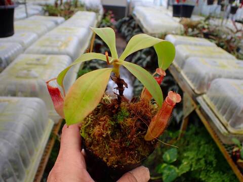 P624 1-4 N. spectabilis giant x edwardsiana #NNN