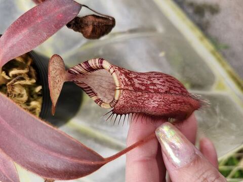 有名ブランド Nepenthes（ネペンテス/ウツボカズラ）の商品一覧 | Y's Exotics その他観葉植物