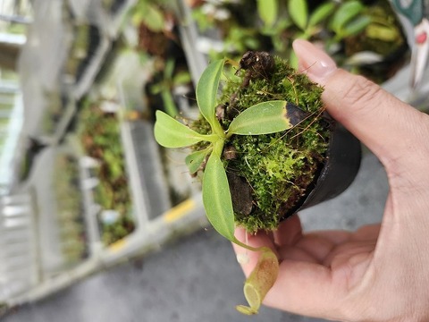 P173 5-1 N. (bicalcarata x campanulata) x lowii #NNN