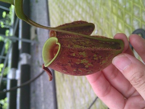 Nepenthes（ネペンテス/ウツボカズラ）の商品一覧 | Y's Exotics （山田食虫植物農園）