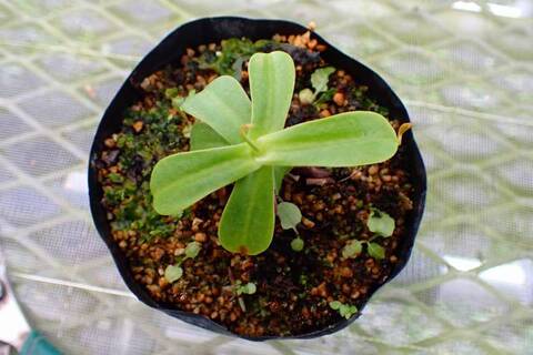 Nepenthes（ネペンテス/ウツボカズラ）の商品一覧 | Y's Exotics