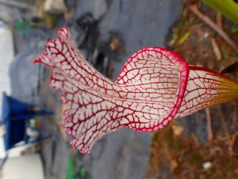 商品一覧 - Y's Exotics （山田食虫植物農園）