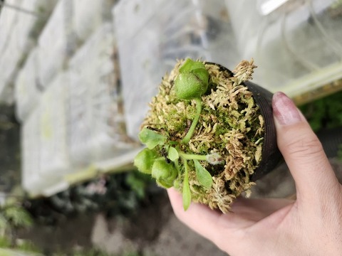 Cephalotus follicularis （フクロノユキノシタ）の商品一覧 | Y's