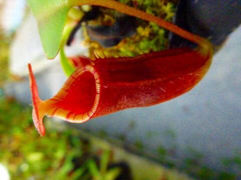 Y's Exotics （山田食虫植物農園）