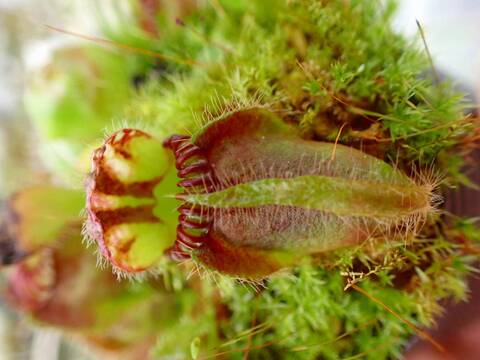 商品一覧 - Y's Exotics （山田食虫植物農園）