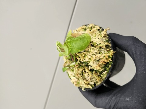 超希少　斑入りオヒルギ 商品一覧 - Y's Exotics （山田食虫植物農園）