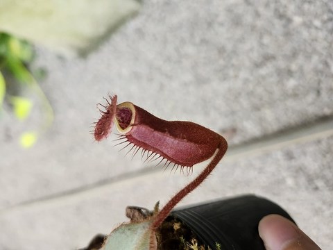 Nepenthes（ネペンテス/ウツボカズラ）の商品一覧 | Y's Exotics （山田食虫植物農園）