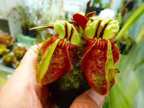 オオハマボウ単品 商品一覧 | Y's Exotics （山田食虫植物農園）