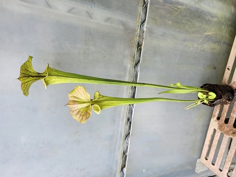 P461 2ura S. Hybrid Y's 