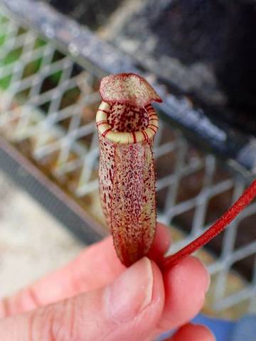 Nepenthes（ネペンテス/ウツボカズラ）の商品一覧 | Y's Exotics （山田食虫植物農園）