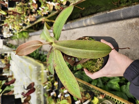 商品一覧 - Y's Exotics （山田食虫植物農園）