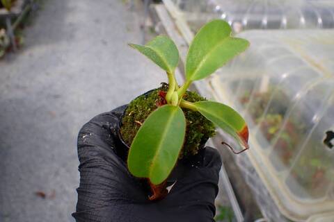 J159 5-1 N. peltata x bongso #NNN