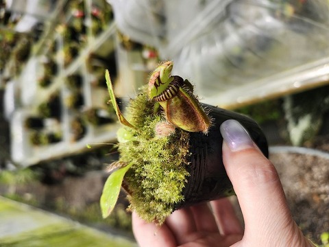 E106 1-2 Cephalotus follicularis Fred Howell Giant MC