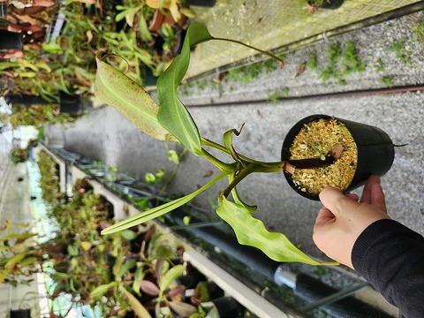 商品一覧 - Y's Exotics （山田食虫植物農園）