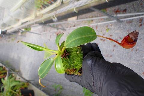 Nepenthes Hybrids（ネペンテス交配種）の商品一覧 | Y's Exotics