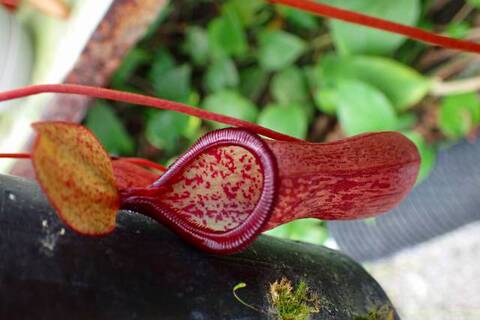 ゆうゆうネペンテス・ミランダ ゆうゆうネペンテス・ミランダ Nepenthes（ネペンテス