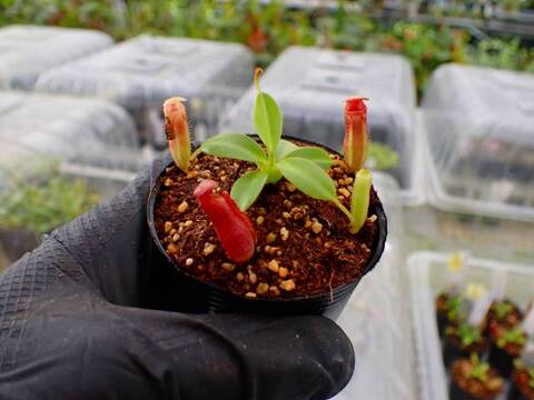 商品一覧 | Y's Exotics （山田食虫植物農園）