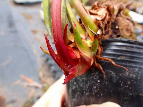 G204 #BBB S. alata x leucophylla (Red & Gold) x xmoorei (Leah Wilkerson, SX65a) Cedric