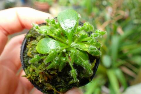 梅ぼし番長 Cephalotus follicularis （セファロタス/フクロノユキノシタ