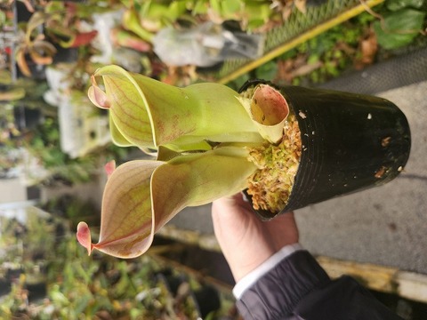 商品一覧 - Y's Exotics （山田食虫植物農園）