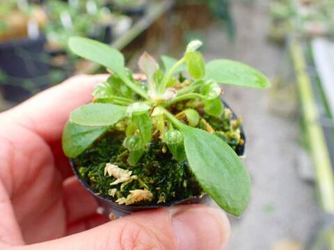 J199 3-1 [YA-30] Cephalotus follicularis Giant Y's Lab