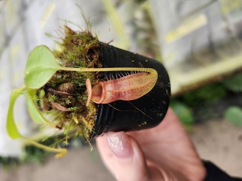 商品一覧 - Y's Exotics （山田食虫植物農園）