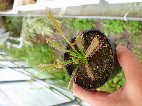Y947 4-1 D. capensis narow leaf