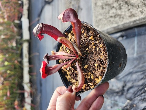 チトヌストリバネアゲハ【ペア】西イリアン産 オビトリバネアゲハ [ペア] Ornithoptera aesacus 〈Obi Is