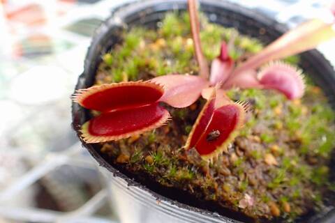 商品一覧 - Y's Exotics （山田食虫植物農園）