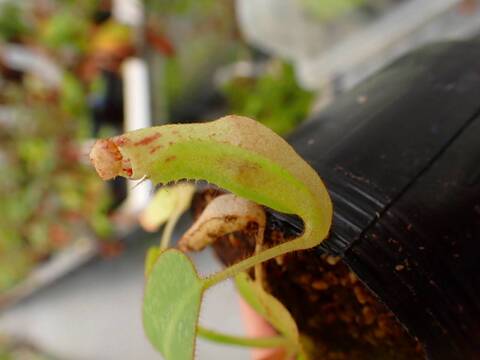 J250 5-1 [YA-170] N. clipeata Nep Gardner Y's Lab