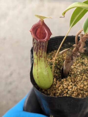 Nepenthes（ネペンテス/ウツボカズラ）の商品一覧 | Y's Exotics （山田食虫植物農園）