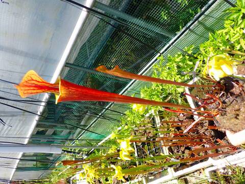 E588 S. flava var. rubricorpora, Giant Red, MK F21 CK