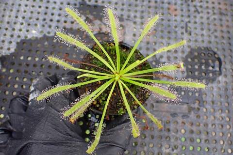Drosera（モウセンゴケ）の商品一覧 | Y's Exotics （山田食虫植物農園）