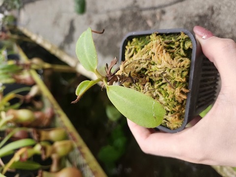 商品一覧 - Y's Exotics （山田食虫植物農園）