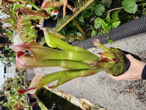 Heliamphora（ヘリアンフォラ）の商品一覧 | Y's Exotics （山田