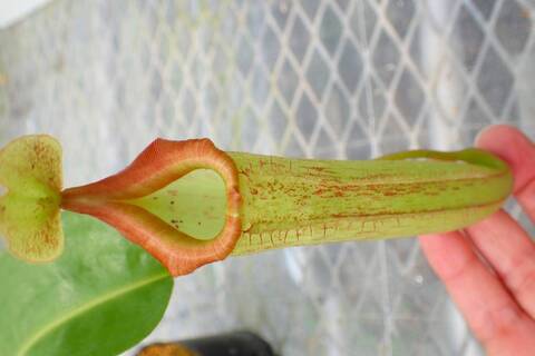 Nepenthes（ネペンテス/ウツボカズラ）の商品一覧 | Y's Exotics