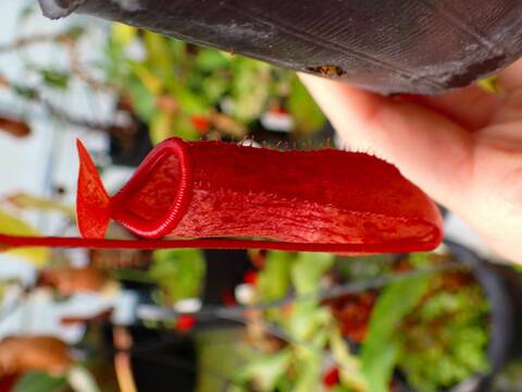 商品一覧 - Y's Exotics （山田食虫植物農園）