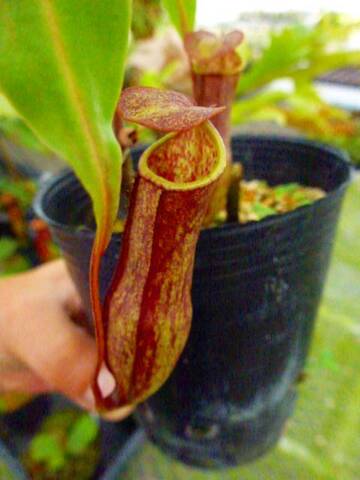 Nepenthes（ネペンテス/ウツボカズラ）の商品一覧 | Y's Exotics （山田食虫植物農園）