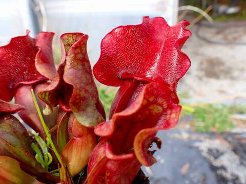 商品一覧 - Y's Exotics （山田食虫植物農園）