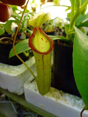 Nepenthes（ネペンテス/ウツボカズラ）の商品一覧 | Y's Exotics （山田食虫植物農園）