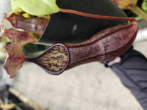 Nepenthes（ネペンテス/ウツボカズラ）の商品一覧 | Y's Exotics