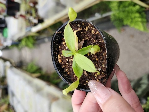 Y's Exotics （山田食虫植物農園）