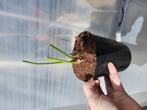 商品一覧 - Y's Exotics （山田食虫植物農園）