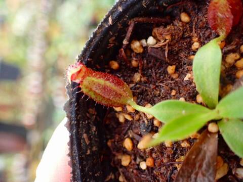 商品一覧 - Y's Exotics （山田食虫植物農園）