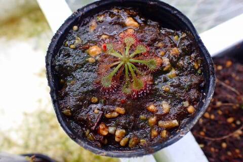 あびんこ　食虫植物　2点　送料無料　メルカリ便 あびんこ様専用 食虫植物 2点 送料無料 メルカリ便 - メルカリ