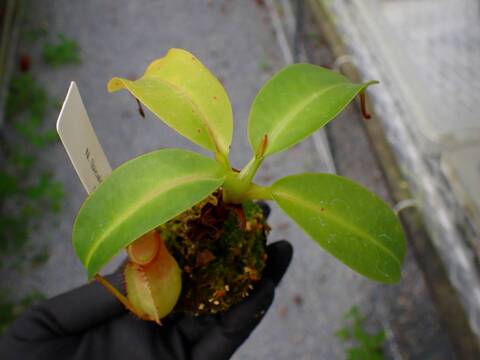 O136 5-1  N. (bicalcarata x campanulata) x xalisaputrana #NNN