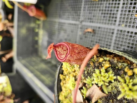 ネペンテス七種セット(宅急便発送) Nepenthes（ネペンテス/ウツボカズラ）の商品一覧 | Y's Exotics