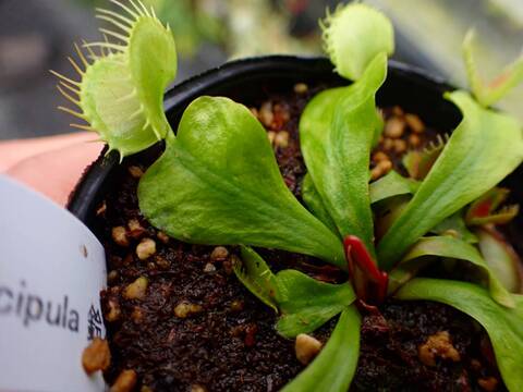 Y104 5-1 Dionaea muscipula 鈴木系 original
