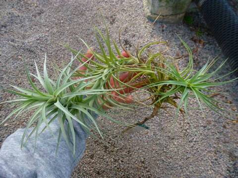Tillandsia (ティランジア/エアープランツ)の商品一覧 | Y's Tillandsia (ティランジア/エアープランツ)の商品一覧 | Y's