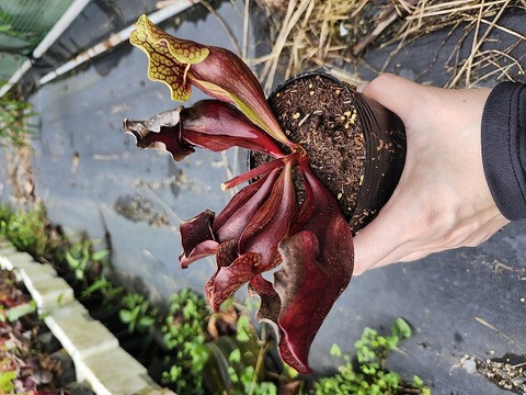 G231 S. purpurea ssp. venosa (伊勢花菖蒲園選別丸形No.73) MS